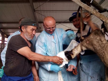 12.-16.09.2016 Praxisorientierte Schulung"Klauenpflege beim Rind" im Nord-Kasachstan